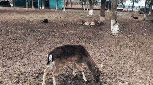 Зоопарк города Шымкент