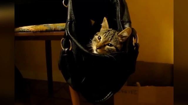 Спящие везде котики смотреть онлайн