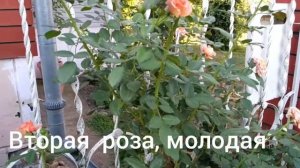 Лучшая роза "Барок". Лето 2021.