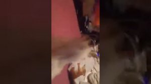 Собака играет с мягкой игрушкой dog, game, house, funny, positive,