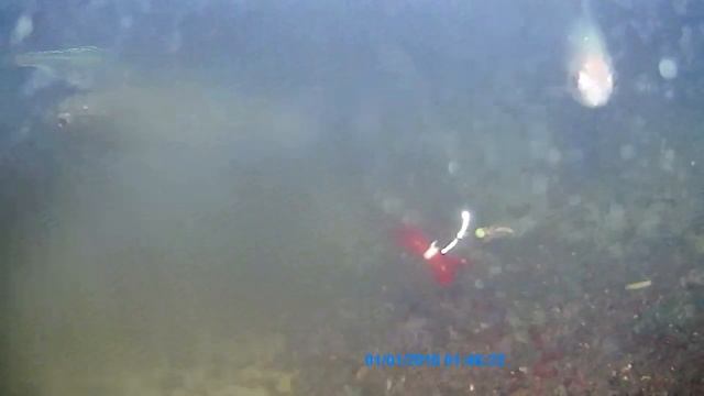 Подводная съемка Плотвы. Мотыль. мормыш. опарыш. Андреевское озеро. Тюмень.