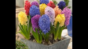 Гиацинт садовый, но подойдёт и для комнатного выращивания