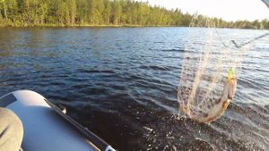 УДИВИТЕЛЬНАЯ РЫБАЛКА В СЕВЕРНОЙ КАРЕЛИИ / Загадка трофейных окуней и щук / Рыбалка на хищника