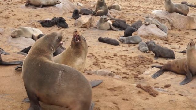 Намибия. Cape Cross — крупнейшее в мире лежбище морских котиков смотреть онлайн