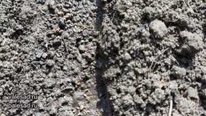 ПЕТРУШКА ВЗОЙДЕТ ЩЕТКОЙ! Посейте так петрушку, получите быстрые всходы.