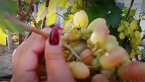 Виноград ЛИЛИЯ - сверхранняя вкусняшка 2022