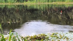 ПОКЛЁВКИ РЫБЫ, РЫБАЛКА С ПОПЛАВОЧНОЙ УДОЧКОЙ, ЛОВЛЯ НА ПОПЛАВОК В ОЗЕРЕ, FISHING