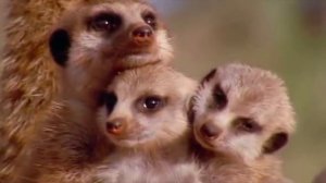 Пятница сурикатов