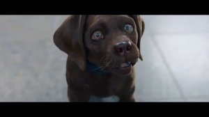 Новая Комедия Кот и пёс  фильм 2024