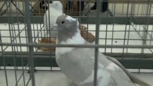 Воронежские зоревые