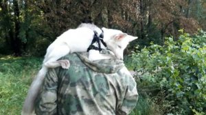 Лиса Дуся. Прогулка у озера