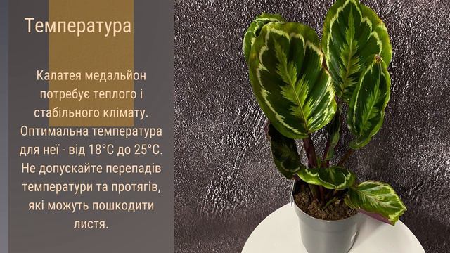 Калатея "Медальйон"  🌹🪴🌺   Секрети догляду за кімнатною красунею!