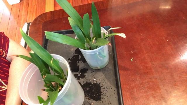 Update on water culture Oncidium Twinkle смотреть онлайн