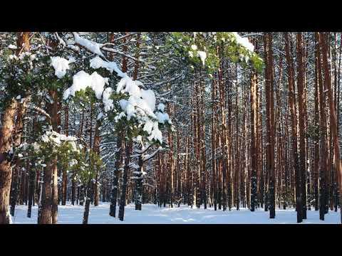 Зимний лес 4К живой звук