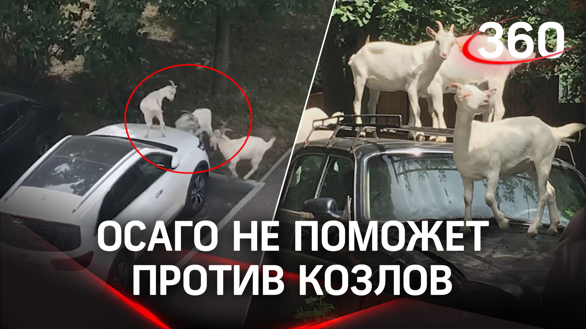 «Осаго не поможет против козлов» - В Южном Бутове парнокопытные бросаются на автомобили