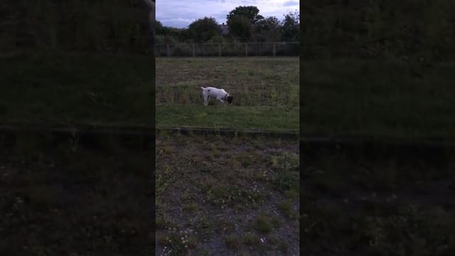 курцхаар на охоте , смотреть онлайн