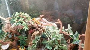 Путешествия и отдых. Московский зоопарк. Старая территория. Змеиное сафари. Полоз.