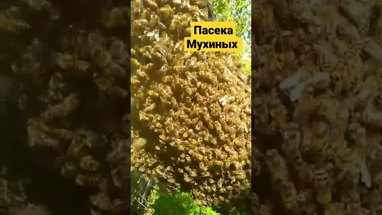 РОЙ НА ПРИВОЕ #природа #пчелы #деревня #село #хутор #лес #река #огород #работа #будни #небо #топ