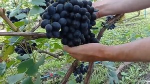 @Виноград Шарада UA в Полтаві. Дуже ранній і смачний