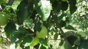 Сорт яблок Антоновка обыкновенная