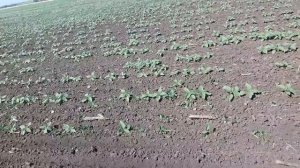 Боронование подсолнечника по всходам....