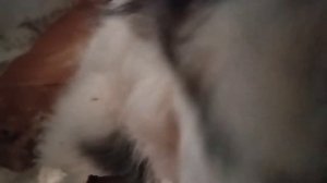 Как СОБАКИ попадают в ПРИЮТ. Пожалуйста, стерилизуйте ваших питомцев! Процесс уплотнения в приюте.