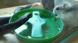 Змея & Хомяк 4