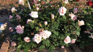 Bridal pink rose