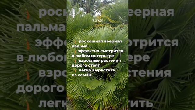 Хамеропс приземистый - великолепная пальма по цене пакетика семян