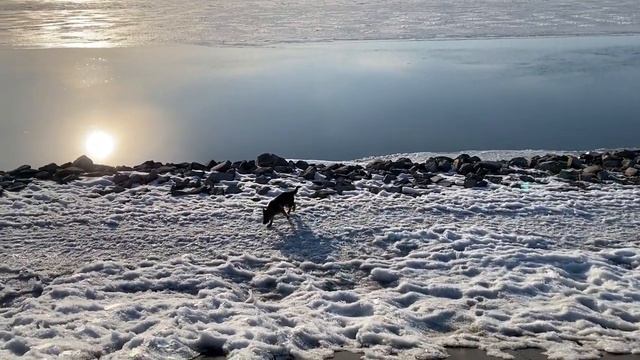 Амур ТРОНУЛСЯ , прогулка по набережной р Амур с Немецкой овчаркой,  теплый денек23 марта 2022 г