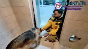 «У овчарки разрезана шея, пожалйуста помогите». Вызов поступил утром и мы сразу поехали