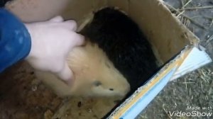 Вес нутрий в один месяц.