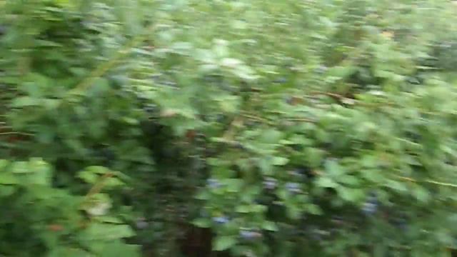 Германия, работаем, собираем чернику)) смотреть онлайн