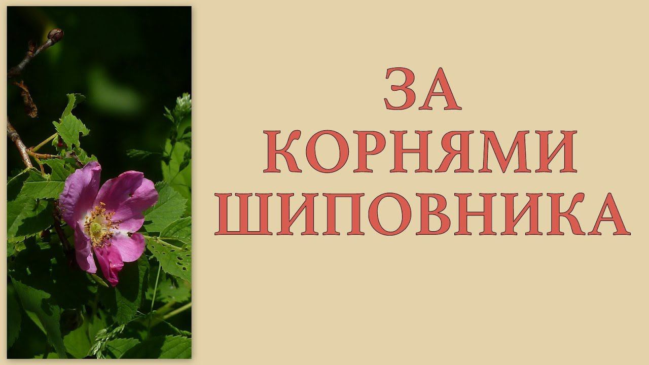 За корнями шиповника 31 мая 2013