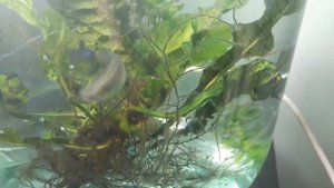 3-литровая банка, как роддом для гуппи.