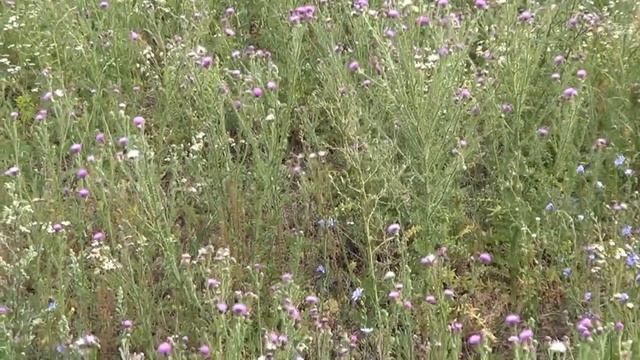 Сон пчеловода смотреть онлайн