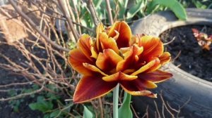 Есть красивая девушка