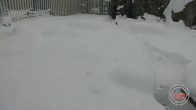 Утро.Мишка купается в снегу#Аляска смотреть онлайн