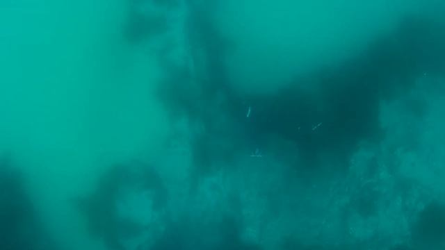 Встретили тюленя под водой смотреть онлайн