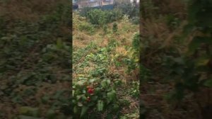 Малина полька 3 ноября 22 год