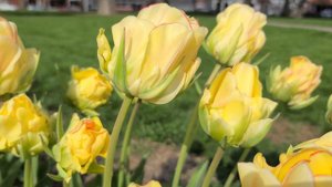 AKEBONO | TULIPS | SPRING FLOWERS