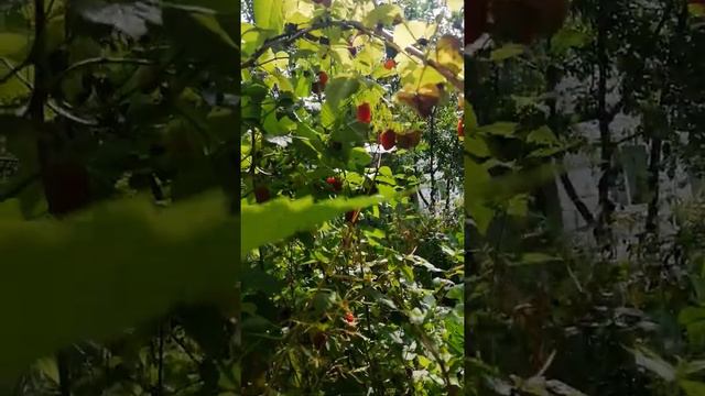 23 июля 2022 г. Дача. Косим траву смотреть онлайн