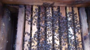Сколько рамок в улье с пчелами должно быть после зимы