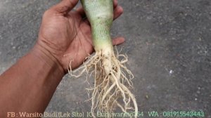 TUTORIAL ADENIUM ARABICUM 'DDC' PROSES LONG CAUDEX