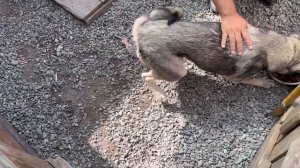 Котёнок благодарит за своё спасение