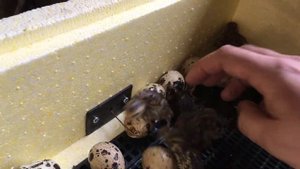 17 день инкубации перепелиных яиц. Началось вылупления перепелят Эстонской породы.