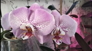 Цветение орхидеи фаленопсис Джиллиан. ( Phal. Jillian )