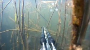 Подводная охота на реке Лесной Воронеж 2 7 2017