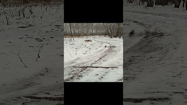 Хвост потеряла