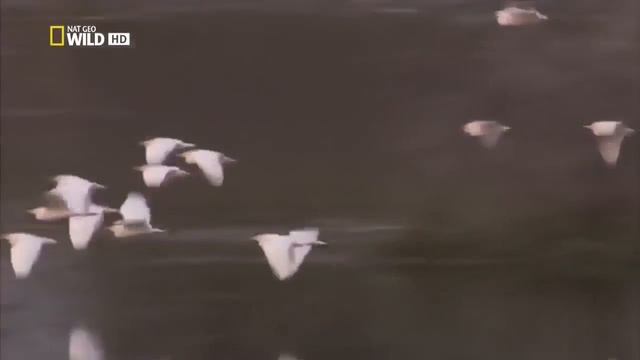 Мир животных | Пустыни и саванны | Дикая Калахари | Материнское чувство | Миграция | Африка смотреть онлайн